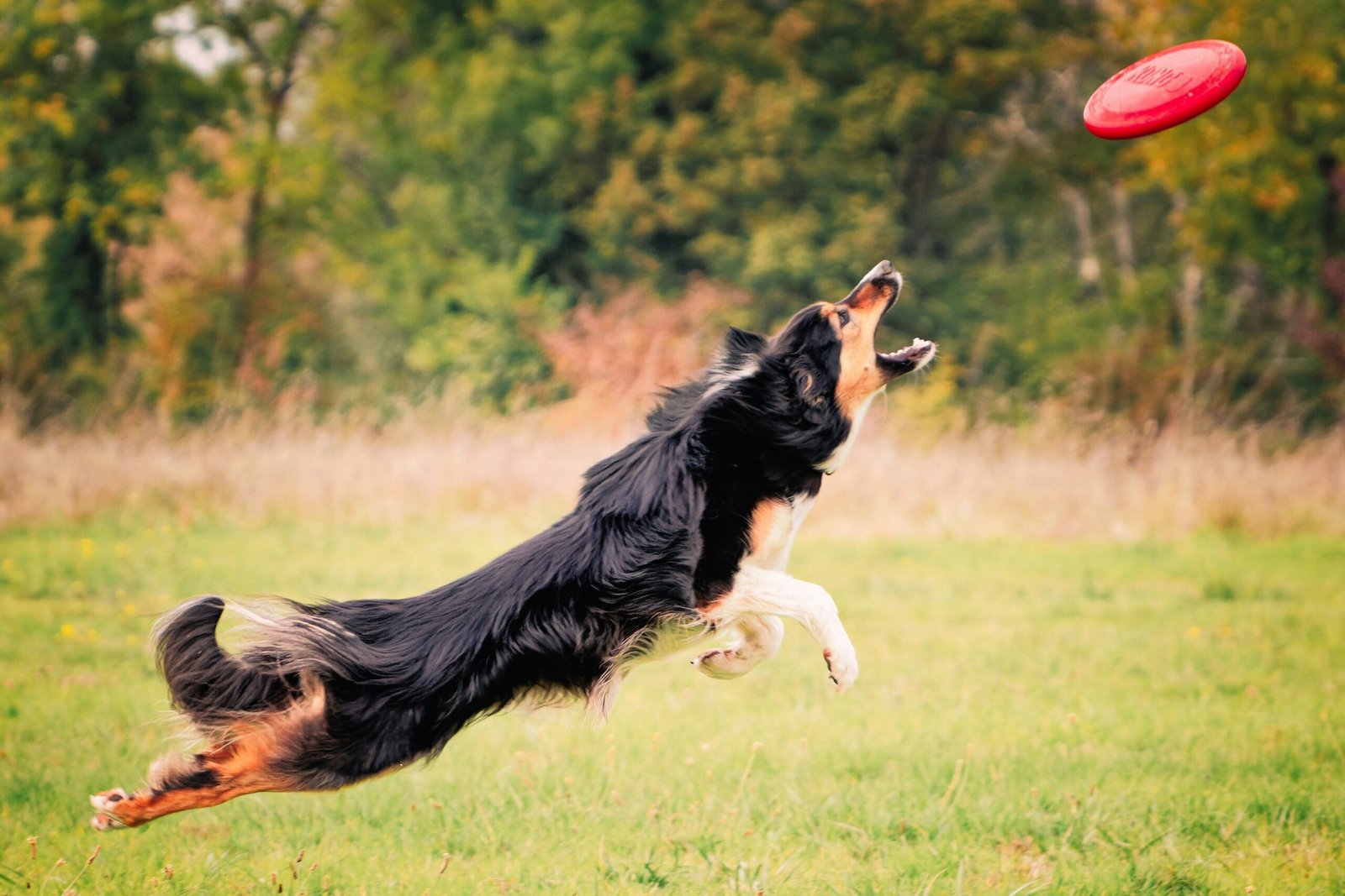 Dog playing catch with a frisbee shows chase and fetch stimulating play.